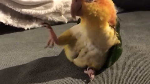 Smart Parrot Does Trick That Makes The Crowd Go Wild