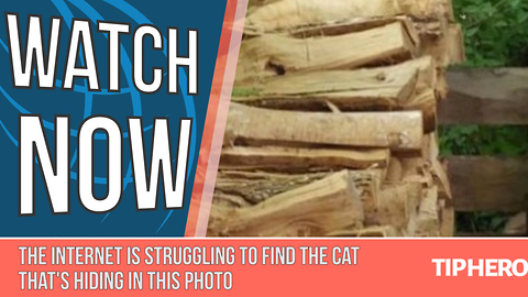 The Internet Is Struggling To Find The Cat That's Hiding In This Photo