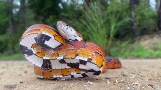 As 100 Cobras mais Perigosas do Mundo cobras mais venenosas do mundo