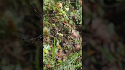 Invasive but beautiful: Georgia Joro Spiders