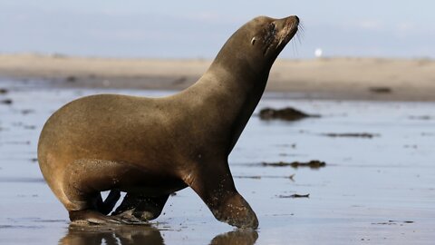 Sea Lions Dart Onto Beach And Appear To Chase Tourists Away