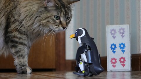 Leia Watches a Tamiya Penguin
