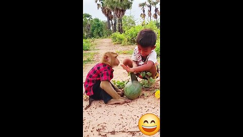 Funny monkey and kid eating watermelon😅