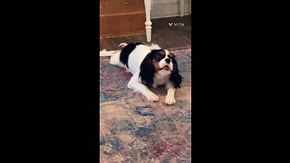 Clarabelle The Cavalier King Charles