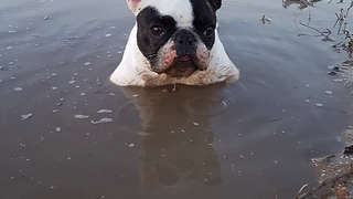 Playful French Bulldog Chills In A Puddle Of Mud Just For Fun