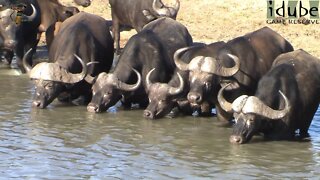 Thirsty Buffalo Herd In Africa