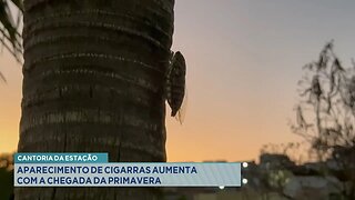 Cantoria da Estação: Aparecimento de Cigarras Aumenta com a Chegada da Primavera.