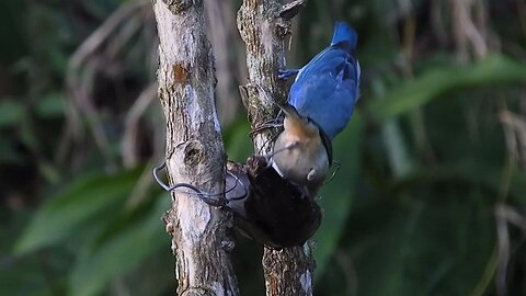 Beautiful_Birds 🐦 🐦🐦🐦🐦Stock_Footage_Royalty#birds