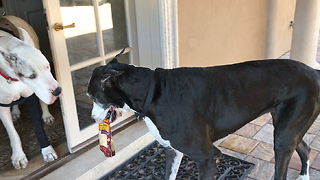 Great Dane delivers groceries to Great Dane brother waiting at the door