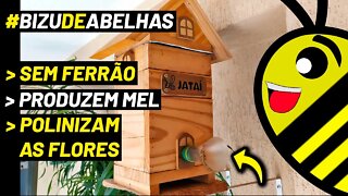 COMO CRIAR ABELHA JATAÍ EM CASA, APARTAMENTO OU SÍTIO | Meliponicultura #shorts