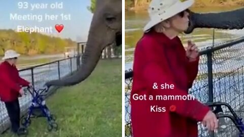 93 year old gets a mammoth kiss so adorable