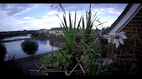 LIVE Peterborough Passing Thunder Storm - Bird Feeder