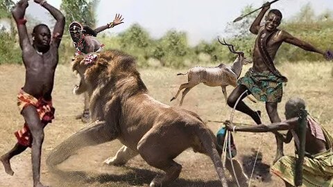 Maasai led the Hound in search of the Leopard that attacked the Buffalo | Wild Animal Fights