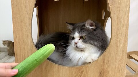 Cats Vs Cucumber