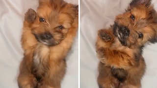 Sleepy Puppy Does A Big Adorable Stretch