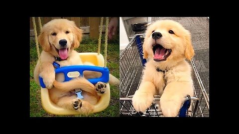 Try Not To Laugh Watching Funny Animals Compilation |