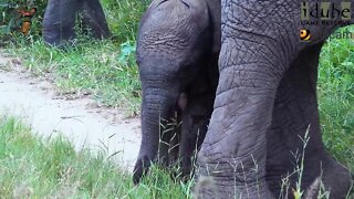 Cute Newborn Elephant In The Middle Of A Big Herd