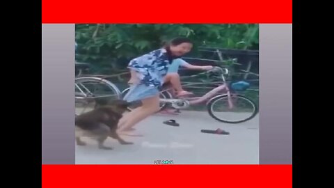 Super Funny Dogs And Cats Compilation Videos Part#2.