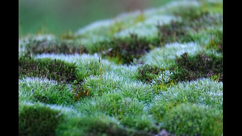 A brief study on some common terrestrial moss