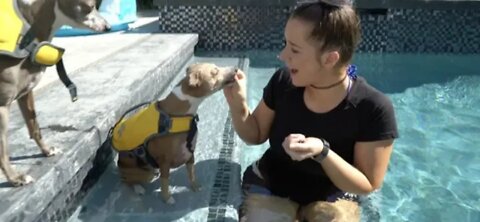 Cute Dogs learns how to Swim