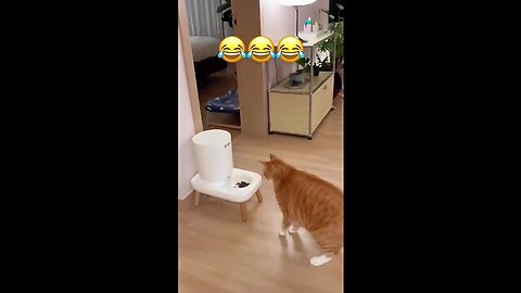 These cats can make your day😂#cat #funny #catfun #funnycat #funnyvideos