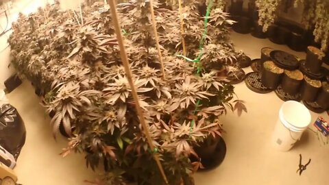 Rockstar Chop and Harvest Extended Video 60+ plants