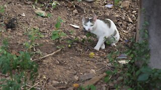 SOUTH AFRICA - Durban - Cat plays with a snake (Videos) (Mp2)