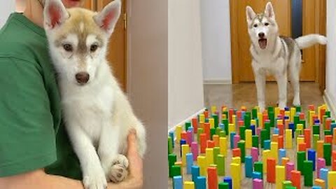 The Funniest Moments with Husky Puppy Olive | Funny Dog Challenge