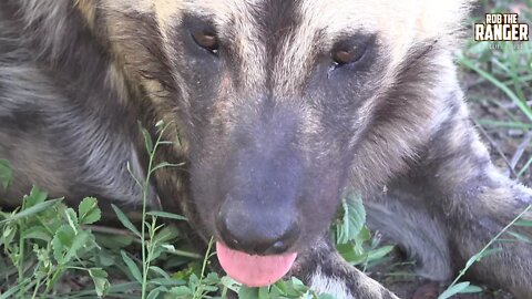 Rare African Painted Wolf Pack Chewing On An Impala (Presented By Super Teachers Unite)