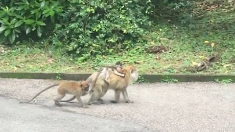 Baby Monkey Hitches a Ride on Mama's Back!