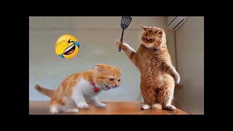 Why Animal Funny Videos Has Just Gone Viral