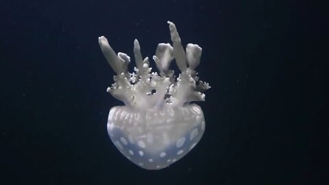 Jellyfish in an aquarium on a dark background 2