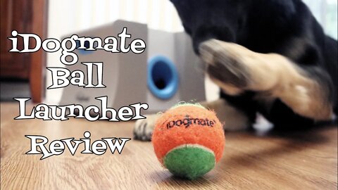 iDogmate Ball Launcher Review - Indoor Fetch