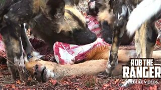 Wild Dogs And Pups Eat Impala
