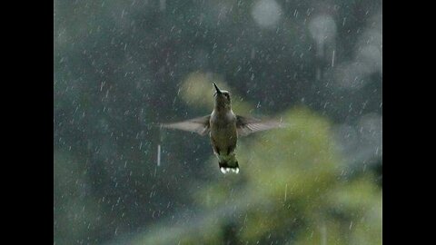 Relaxing Rain and Thunder Sounds, Fall Asleep Faster, Beat Insomnia, Sleep Music, Relaxation Sounds