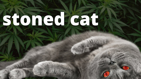 My cat ate Marijuana.