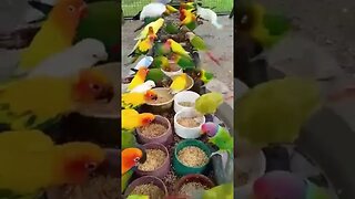 💓💗#lovely #birds 💞💝#beauty of #nature💗💞 #naturelovers💗💞💝