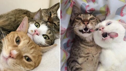 Funny Cute Cats 😹 - Don't Try To Stop Laughing 🤣 - Funniest Cats Ever
