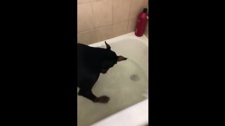 Doberman doesn't quite understand how bath time works