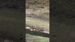 Geese enjoying their first swim in the creek