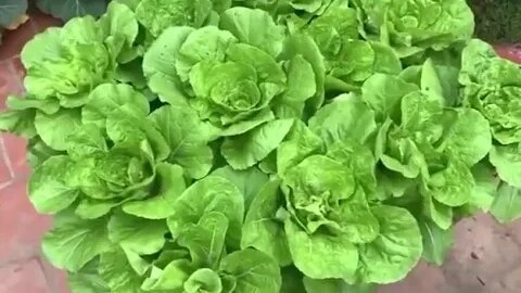 Tips to grow napa cabbage grow as fast as blow