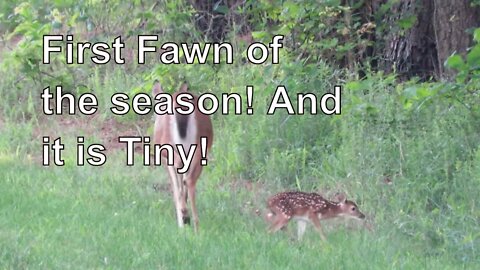 FIRST FAWN OF THE SEASON! And it's a TINY one! Illinois wildlife photography.