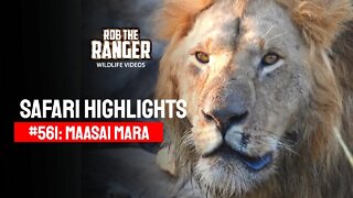 Safari Highlights #561: 08 & 09 October 2020 | Maasai Mara/Zebra Plains | Latest Wildlife Sightings