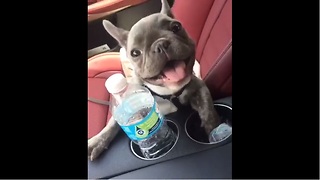 French Bulldog puppy does his best dolphin impersonation