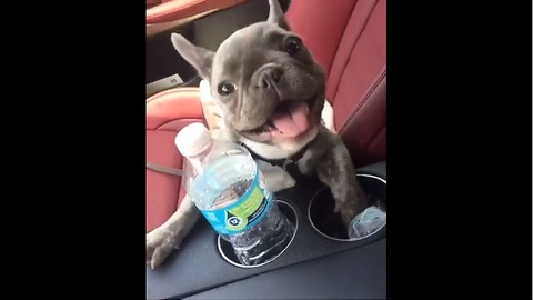 French Bulldog puppy does his best dolphin impersonation
