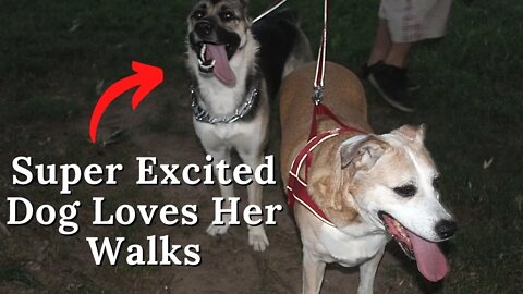 #shorts My Talkative Dog Maple Is OBSESSED With Walks