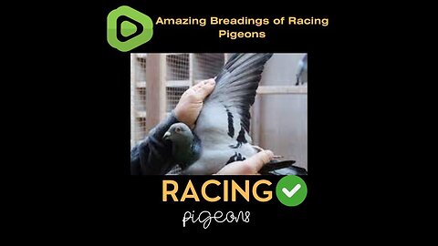 "Masters of the Sky: The Art and Science of Racing Pigeon Breeding"