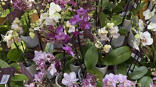 Orchids