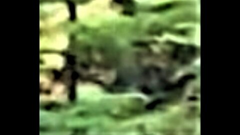 WORLD BIGFOOT TV ~ A Closer Look/ REAL SASQUATCH Caught on video ducks for cover!!