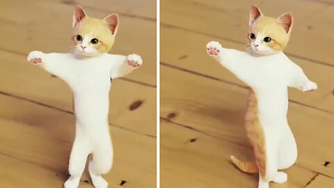 Funny cat dance video
